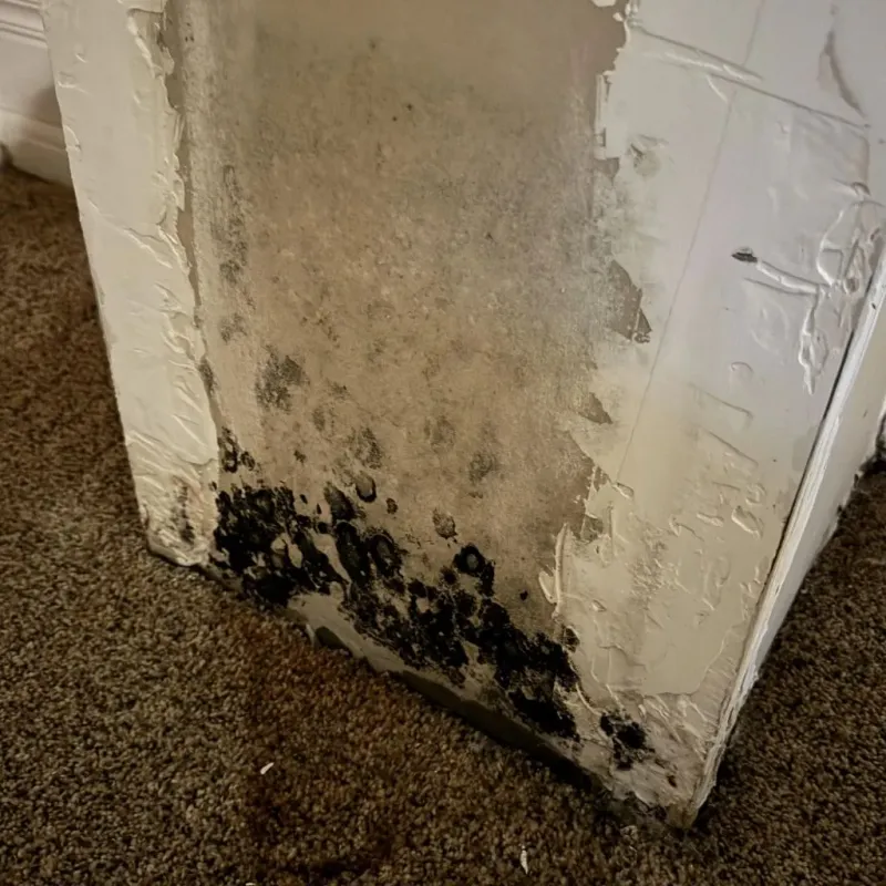 Professional Mold Removal in Stanaford, WV